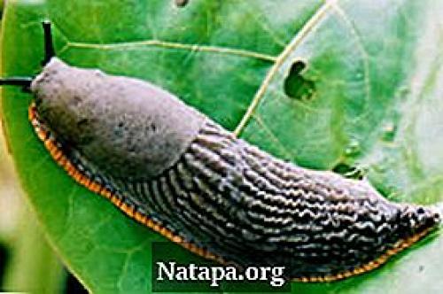 Слизни и улитки разница. Содержание: