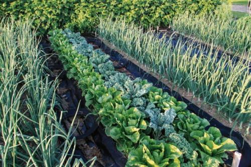 Вредны ли слизни для человека. Опасны ли слизни для здоровья человека