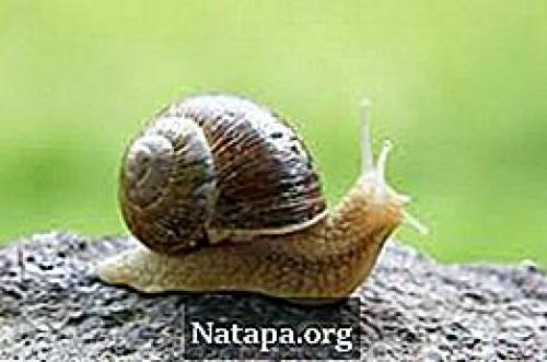 Слизни и улитки разница. Содержание: