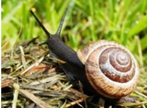 Препараты от слизней. Как избавиться навсегда от слизней на участке, в огороде