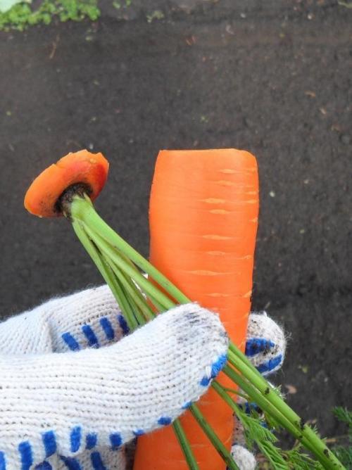 Как хранить мытую морковь. Уборка корнеплода