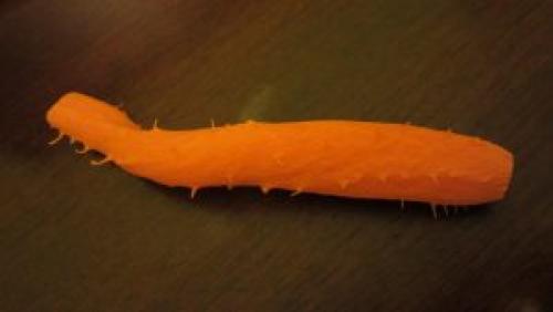 Как хранить морковь В холодильнике или нет. Как лучше сохранить свежесть морковки В холодильнике?