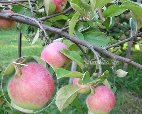 Как определить, когда яблоки полностью высушены. Когда убирать урожай яблок