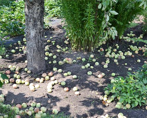 Как определить, когда яблоки полностью высушены. Когда убирать урожай яблок