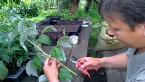 Как размножить малину черенками весной. Размножение малины весной зелеными черенками