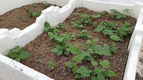 Размножение малины в стаканчиках. Весеннее размножение малины