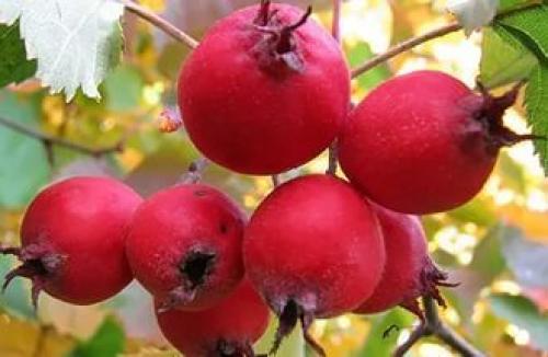 Можно ли спасти замороженный боярышник. Можно ли морозить боярышник?