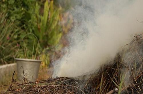 Зимостойкость боярышника: как выжить в суровые морозы 02 Зимостойкость боярышника: как выжить в суровые морозы 02