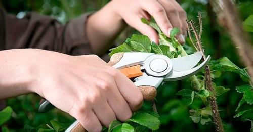 Современные инструменты для огорода. Какие садовые инструменты нужны каждому огороднику