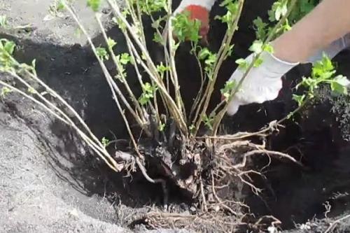 Размножение смородины делением куста. Особенности размножения