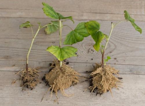 Размножение смородины черенками весной. Черенкование летом