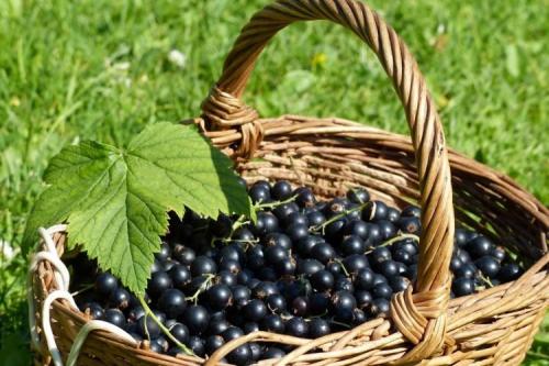 Болезни красной смородины на листьях. Болезни листьев смородины: описания с фото, лечение