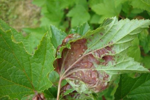 Болезни красной смородины на листьях. Болезни листьев смородины: описания с фото, лечение