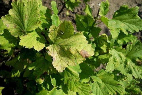 Болезни красной смородины на листьях. Болезни листьев смородины: описания с фото, лечение