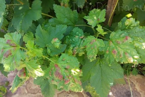 На листьях смородины красные выпуклые пятна, что делать. Красно-галловая тля