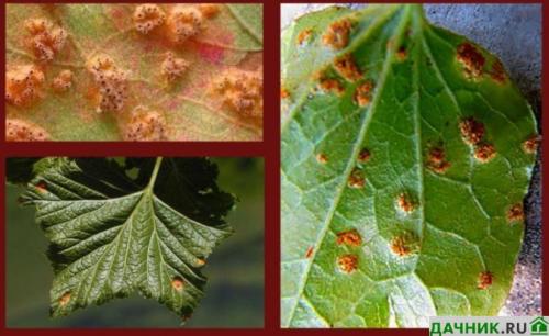 Ржавчина на листьях смородины. Бокальчатая