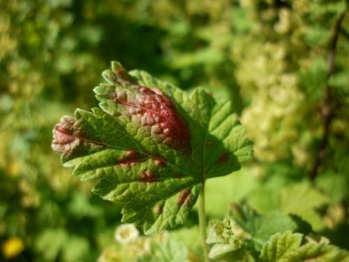 Красные листья на смородине чем лечить. Почему на красной смородине красные листья?