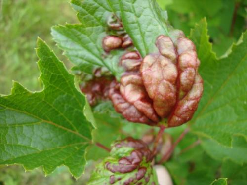 Красные листья на смородине чем лечить. Почему на красной смородине красные листья?