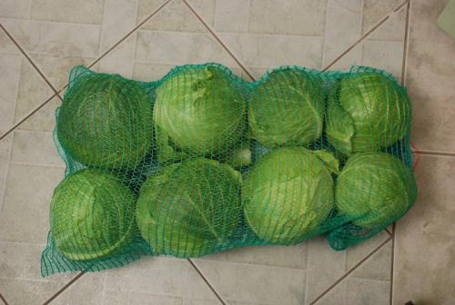 Как хранить капусту в погребе. Хранение капусты в погребе