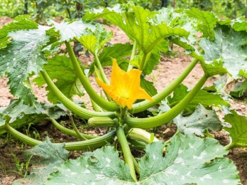 Можно ли обрезать листья у кабачков. Правила обрывания листьев у кабачков