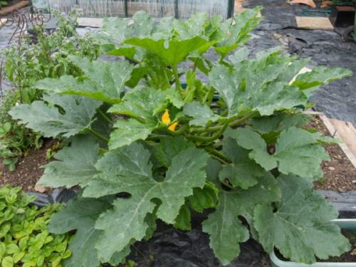 Можно ли обрезать листья у кабачков. Правила обрывания листьев у кабачков