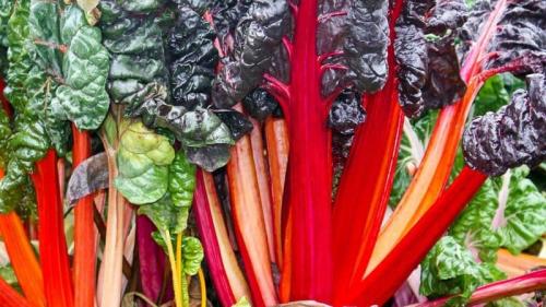 Можно ли срезать ботву у свеклы. В каких случаях необходимо обрывать/обрезать ботву