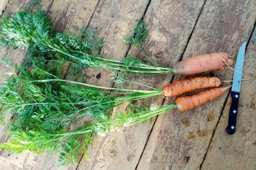 Как узнать, что морковь созрела. Когда убирать морковь с грядки, чтобы она лучше и дольше хранилась