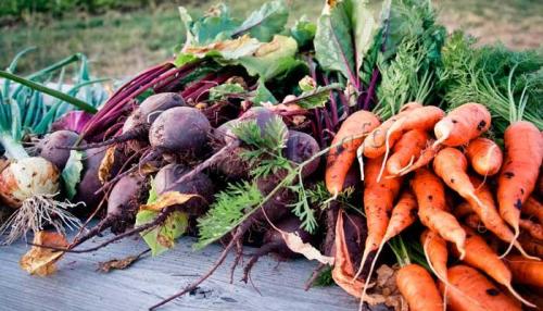 Когда убирают морковь и свеклу на урале. Когда убирать морковь и свеклу с грядки?