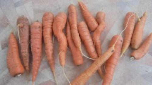 Нужно ли обрезать ботву у моркови. Можно ли подстригать ботву у моркови?
