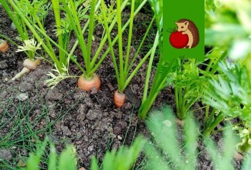 Как узнать, что морковь созрела. Когда убирать морковь с грядки, чтобы она лучше и дольше хранилась