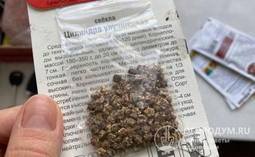 Когда убирать свеклу с грядки на хранение