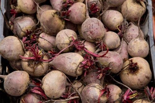 Как правильно убрать урожай свеклы на даче. Для зимнего хранения 04 Как правильно убрать урожай свеклы на даче. Для зимнего хранения 04