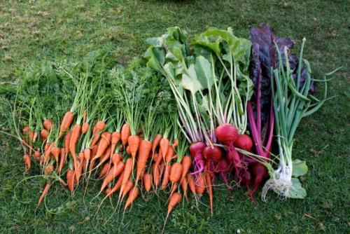 Когда убирать свеклу и морковь с грядки. Зрелая или нет, как определить готовность к сбору?
