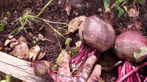 Как правильно убрать урожай свеклы на даче. Для зимнего хранения 02 Как правильно убрать урожай свеклы на даче. Для зимнего хранения 02