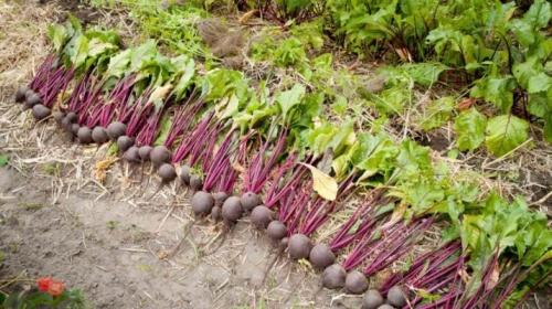 Как правильно убрать урожай свеклы на даче. Для зимнего хранения 03 Как правильно убрать урожай свеклы на даче. Для зимнего хранения 03