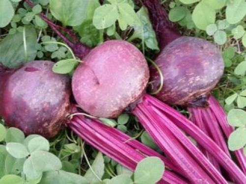 Как правильно убрать урожай свеклы на даче. Для зимнего хранения 01 Как правильно убрать урожай свеклы на даче. Для зимнего хранения 01