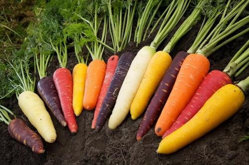 Уборка моркови. Оптимальные сроки сбора