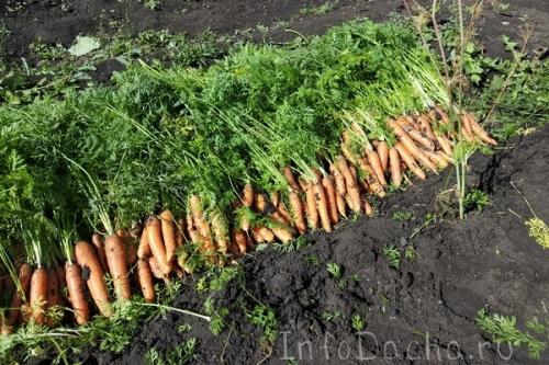 Уборка моркови. Оптимальные сроки сбора