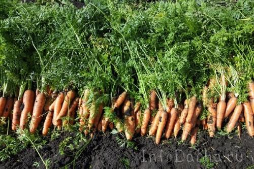 Уборка моркови. Оптимальные сроки сбора