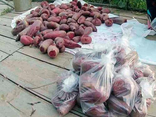 Хранение свеклы. Как нужно хранить свеклу