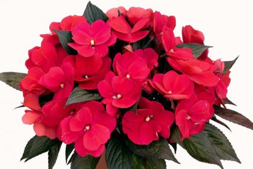 Бальзамин комнатный приметы и суеверия. Можно ли держать дома бальзамин