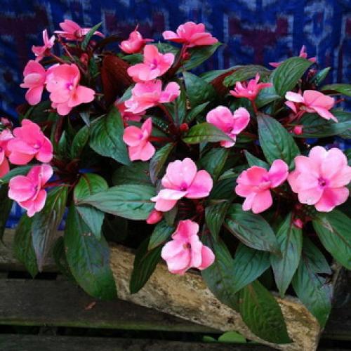 Бальзамин, как называют в народе. Бальзамин 07 Бальзамин, как называют в народе. Бальзамин 07