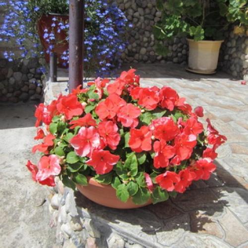 Бальзамин, как называют в народе. Бальзамин 14 Бальзамин, как называют в народе. Бальзамин 14