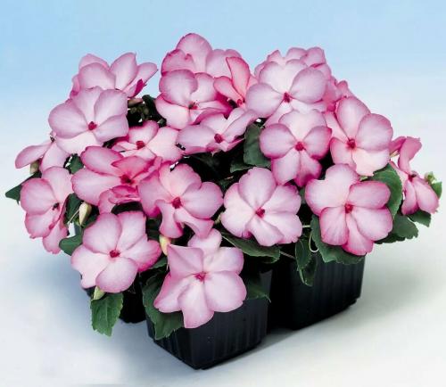 Бальзамин, как называют в народе. Бальзамин