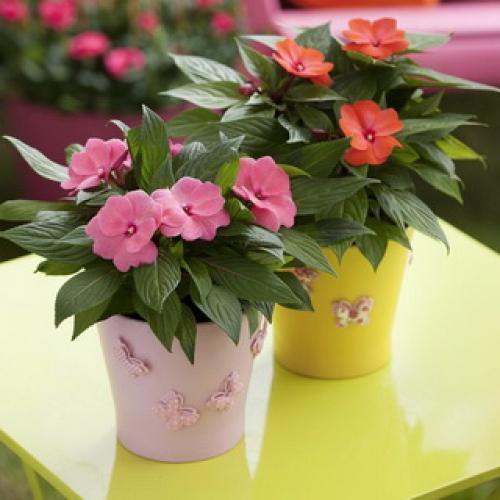 Бальзамин, как называют в народе. Бальзамин 13 Бальзамин, как называют в народе. Бальзамин 13