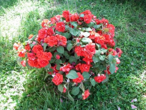 Бальзамин, как называют в народе. Бальзамин 15 Бальзамин, как называют в народе. Бальзамин 15