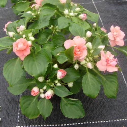 Бальзамин, как называют в народе. Бальзамин 10 Бальзамин, как называют в народе. Бальзамин 10