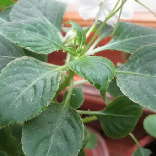 Бальзамин, как называют в народе. Бальзамин 05 Бальзамин, как называют в народе. Бальзамин 05