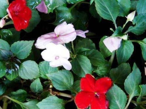 Бальзамин, как называют в народе. Бальзамин 17 Бальзамин, как называют в народе. Бальзамин 17