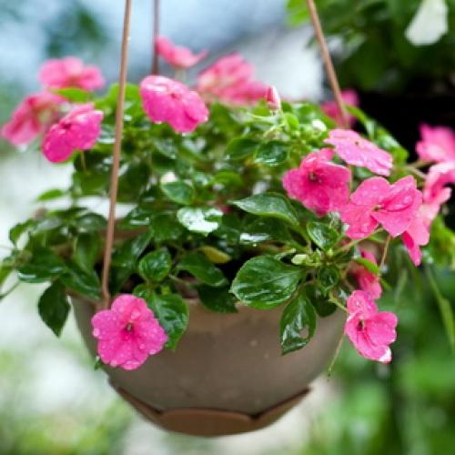 Бальзамин, как называют в народе. Бальзамин 12 Бальзамин, как называют в народе. Бальзамин 12